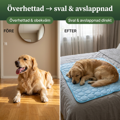Din hund överhettas snabbare än du anar