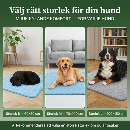 Din hund överhettas snabbare än du anar